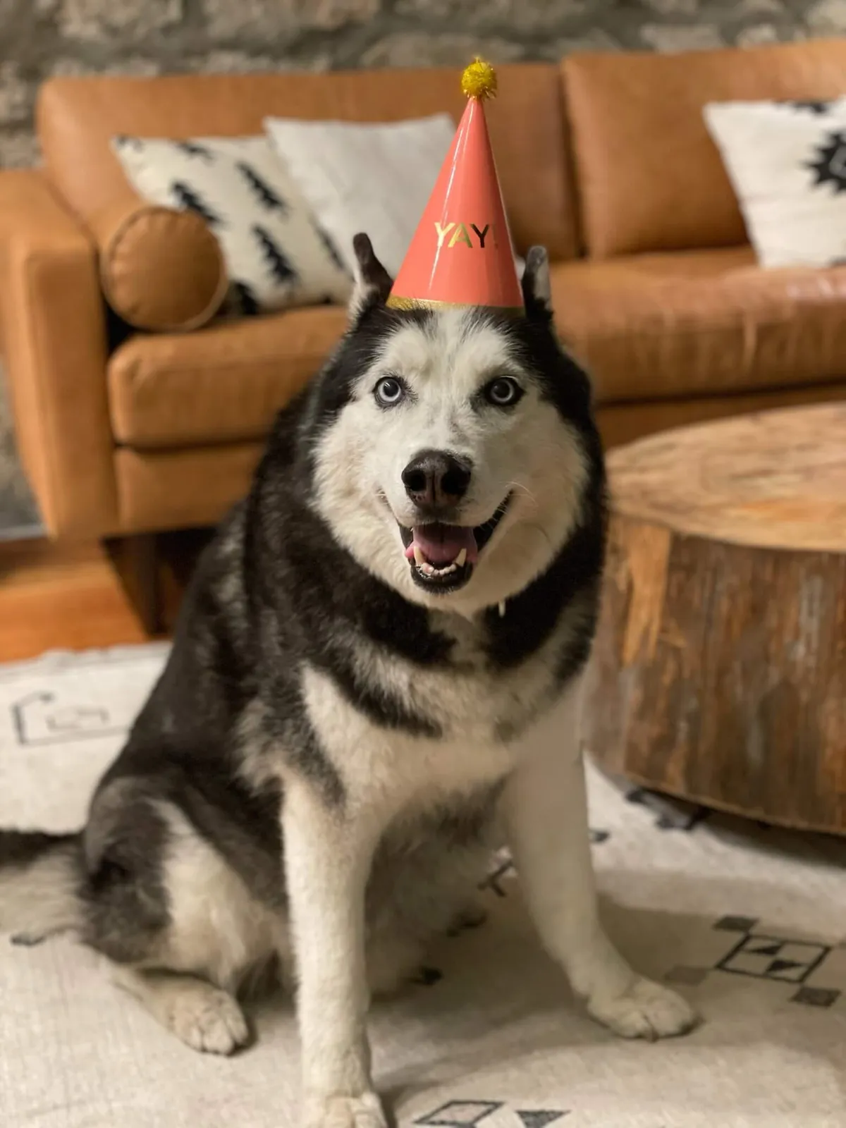 A joyful scene with a dog in a party hat on a leather couch next to a wooden coffee table, in a living room setting. The décor and furnishings emphasize comfort and a welcoming atmosphere for all guests, including pets.